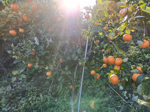 極甘　みかん　希少品！　品種：ヒックソン　５kg