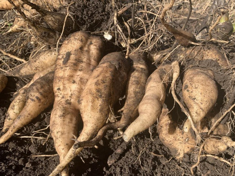 甘みたっぷり！有機JASヤーコン２ｋｇ