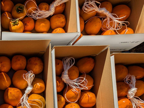 【群馬県みどり市産】蜂屋柿　干し柿用生渋柿　ご家庭用　約4KG