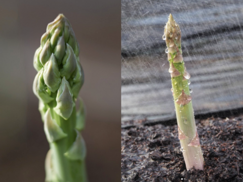 【森のアスパラ】ジューシーな佐賀県産！極太 L~2Lサイズ・1kg