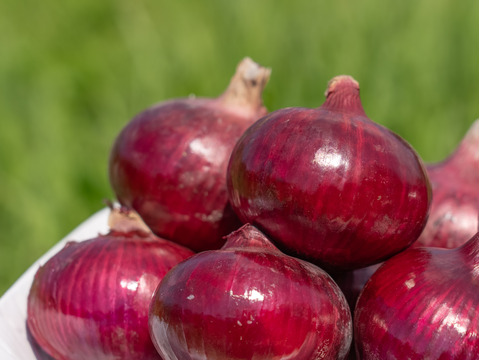 期間限定！淡路島たまねぎ☆食べ比べ☆セット　10kg