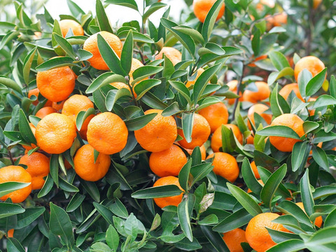 【ご家庭用】完熟甘～い愛媛まどんな３ｋｇ 農薬不使用 自然栽培 愛媛県産