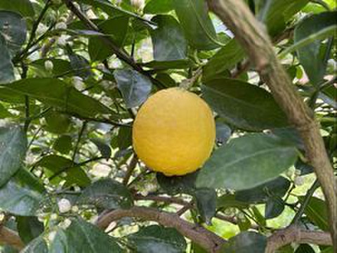 自然農法＿（青いレモン+青いライム）+（黄色+グラデーション）1Kg先着1名