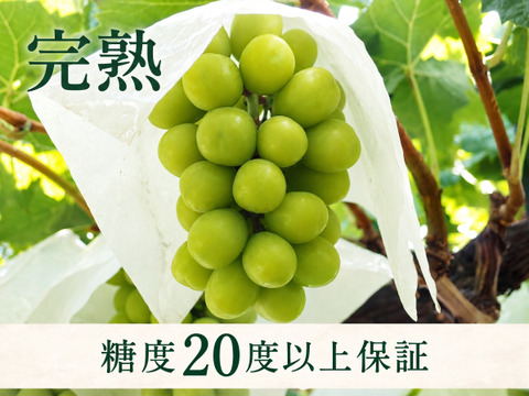 個数限定【糖度20度以上】 #めちゃくちゃ甘い『完熟シャインマスカット