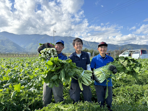 (生)　《霜降り野沢菜》　安曇野産　5kg
