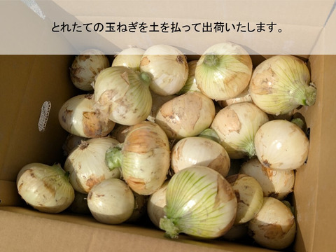 新玉ねぎ ジューシーかつ甘い！佐賀県産玉ねぎ 極早生『貴錦』L5kg