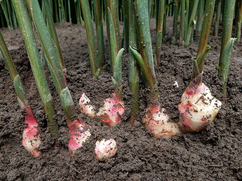 【夏ギフト】産直！新鮮！真っ白で柔らかい新生姜 ２kg (大きめ)高知県産