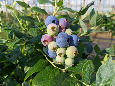 【中粒】コスパ重視！甘くて大きなブルーベリー！125g × 4P