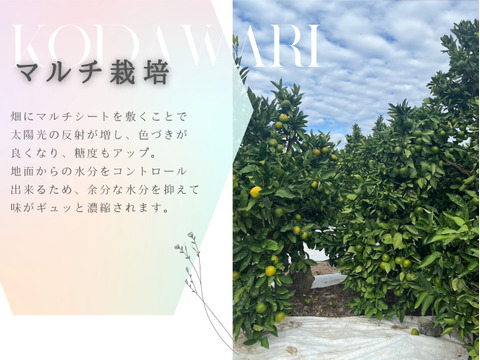 【ゆら早生】箱込み5キロ　Sサイズ ギフトにも！　有田みかん　極早生　低農薬　【冬ギフト】