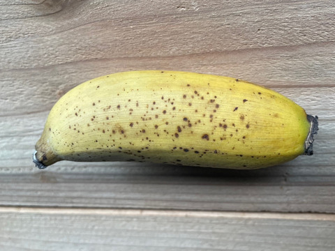 【NHK・中京テレビで紹介】伊良湖温泉バナナ（冷凍）1kg