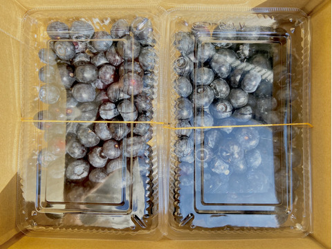 【樹上完熟】ブルーベリー 500g 【乳酸菌農法】【まろやかで上品な味わい】【家庭用】
