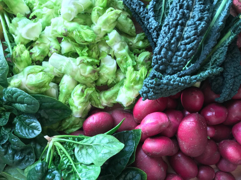 野菜ソムリエ厳選 農薬化学肥料不使用！
こだわり旬のお試し野菜セット！ 滋賀県産