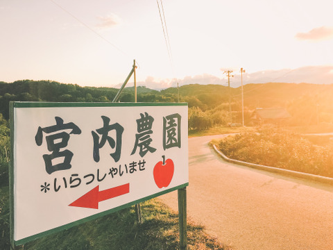 じゅわっと甘い！【シナノスイート】5Kg （10～14玉）