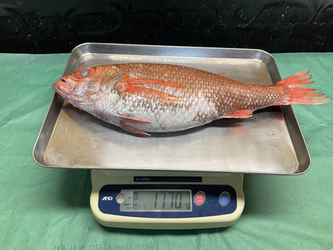 【年末年始インパクト】のどぐろ/アカムツ/白身魚のトロ/幻の1.5キロ超え/1770ｇ【冷凍】