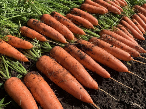 高原の寒さで甘くなった❄️有機JASニンジン🥕５ｋｇ