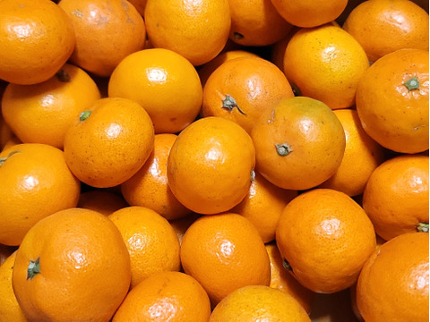 【ご家庭用 Sサイズ以下小玉5kg】甘味凝縮 有田みかん