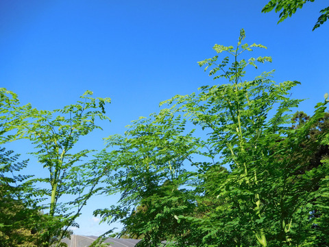 奇跡の木！モリンガパウダー30g×2袋（大分県産、栽培期間中農薬・化学肥料不使用、メール便発送）