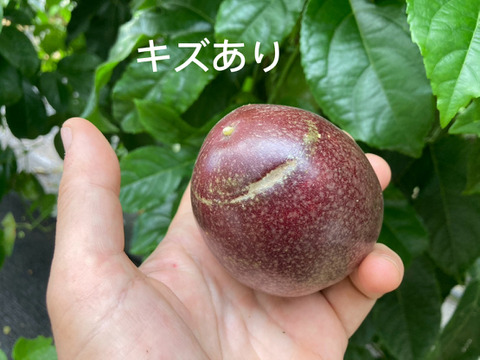 🌺訳あり数量限定《 はねだしセット 》
【有機JAS認証】オーガニック芳醇パッションフルーツ/『はねだし3kg¥6500』/そのまま食べてもお菓子づくりや加工にも◎/30個〜50個/傷シワ色むら