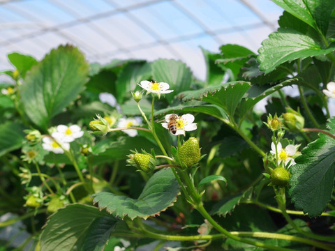 【朝摘み完熟】奥四万十冬春いちご４ｋｇ ご家庭用 自然栽培 四万十産