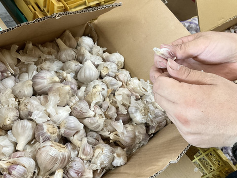 一番オススメのサイズです→ →予約増量【大好評(^^♪】グッと料理のグレードが上がる(^^ “葉ニンニク“  1000g→1050g  from 名水の里　神奈川県秦野市
