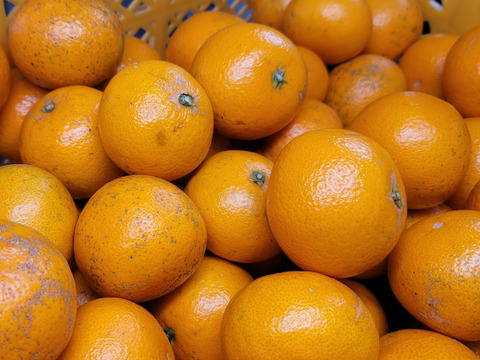 【清見オレンジ 8kg】サイズ混合小玉多め　和歌山県有田市　産地直送