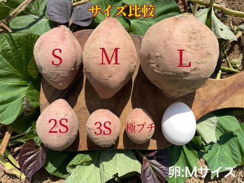【絶品】aimo農園｜安納芋 2Sサイズ 2kg(箱別)