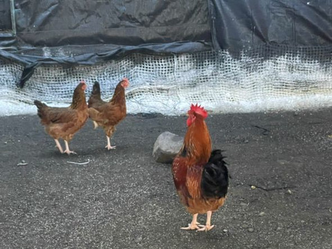 【のびのび平飼い30個】健康赤鶏のたまご30個