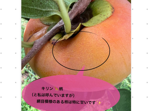 【濃厚な甘み！】富有柿！（種なし・ご家庭用・4Kg）
