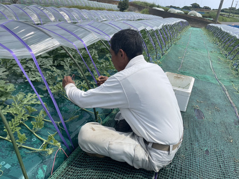 追加投稿！残り15玉！即終了！2025年150玉限定の自根栽培の激レアスイカ！シャリ！とした食感と水々しさ、汗と涙のロマンが詰まった希少価値のある金時の大玉スイカ（8kg）