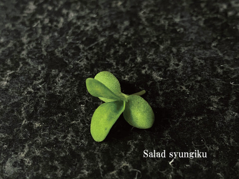 【サラダ春菊】マイクログリーン(7ｇ)成熟野菜の約5倍の栄養価！