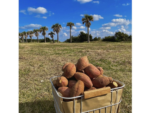 種子島産 安納芋 3Sサイズ 10kg｜甘くて濃厚🍠｜aimo農園直送