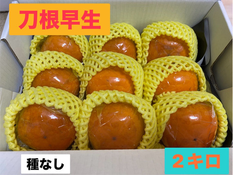 冷蔵柿！種なし！　まるせい果樹園の刀根早生　1キロ　　kr1