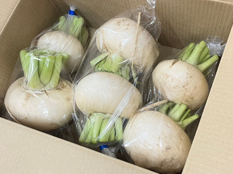 【農薬不使用】冬に食べたい、甘〜いカブ約300g2個入り　3〜4袋