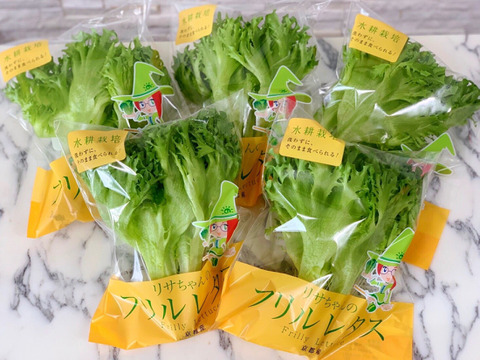 【数量限定】新鮮採れたて！京都伏見産ワクワク水耕野菜セット(3〜6品目)