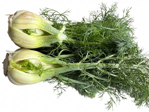 超貴重！！！納豆菌栽培　訳アリ淡路島産フェンネル４～５個入り（若葉同梱）