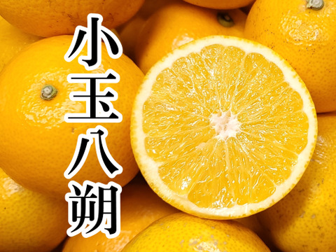 【八朔(はっさく) 小玉Sサイズ以下 ご家庭用 4kg】