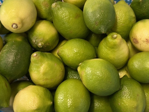 グリーンレモン　約２.5キロ以上３キロ未満 傷ありサイズ不揃い
