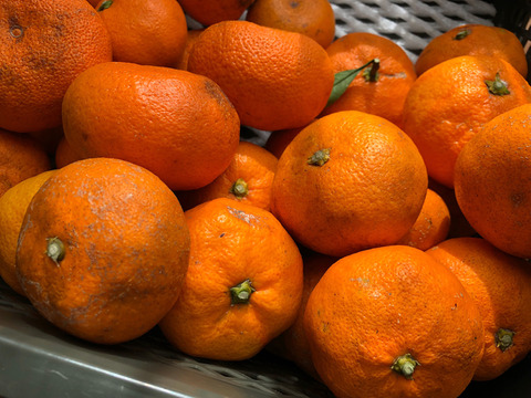 ☆★残り少なくなりました☆★　長期熟成！　濃厚な甘さとコクが自慢です！！
青島みかん本来の味が楽しめます
農薬・化学肥料不使用　清水産　青島みかん【5kg（箱込み）】