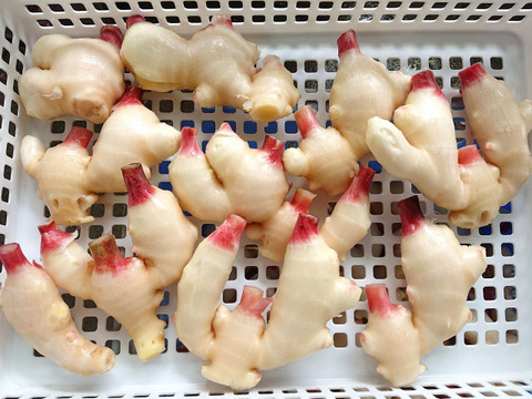 産直！新鮮！真っ白で柔らかい新生姜 １ｋｇ 高知県産