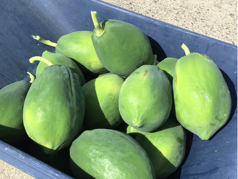 南国宮崎の太陽の光で育った!栄養たっぷり青パパイヤ5玉(約7Kg)【ご自宅用】