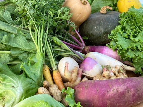 6/14更新✨頑張るあなたに💪農薬・化学肥料不使用の60サイズ食べきり野菜セット🍀
