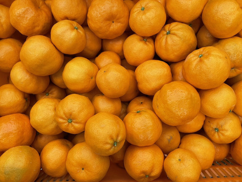 【香り豊かな甘ぷり】ポンカン　5kg　愛媛県産ポンカン