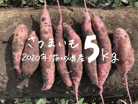 【茨城県産】とろ甘ねっとり系さつまいも 紅はるか(S~2Sサイズ)5kg