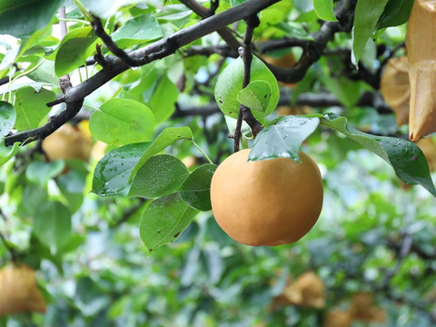 【樹上完熟】南国土佐 完熟新高梨２ｋｇ（４〜６玉）ご家庭用 農薬不使用 自然栽培 四万十産