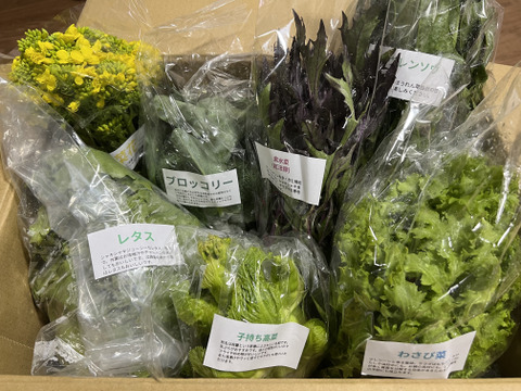 【淡路島より旬をお届け】お任せ野菜セットLサイズ