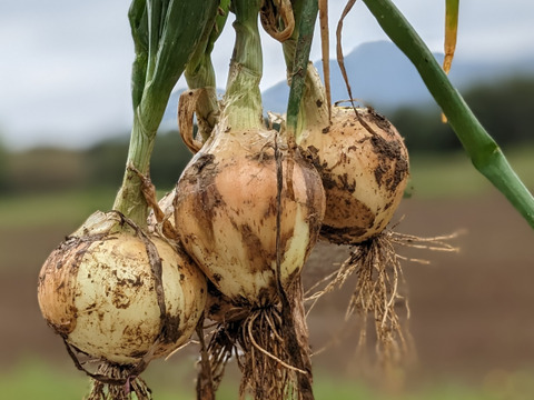 《バリうまっ！》こばさんちの玉ねぎ２KG 五島列島産 自然農業での栽培