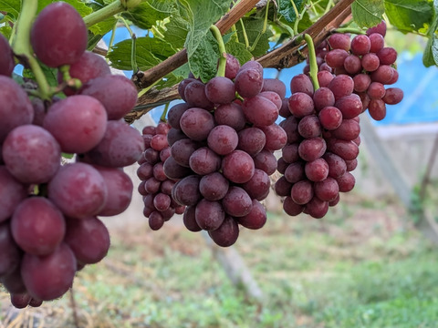 食べ比べシャインマスカット2房＋クイーンルージュ1房 合計約1kg　長野県認証/特別栽培同基準（信州の環境にやさしい農産物認証50）