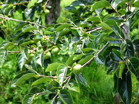 【樹上完熟】南国土佐 完熟蜜柿２ｋｇ（１０～１４玉）ご家庭用 農薬不使用 自然栽培 四万十産