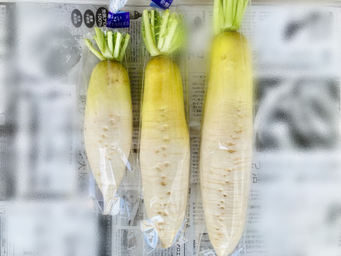 【熱々おでんに！！青首大根】農薬、肥料不使用☆２～３本