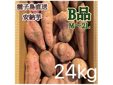 【絶品】aimo農園｜種子島産安納芋 B品(M~2Lサイズ) 24kg(箱別)